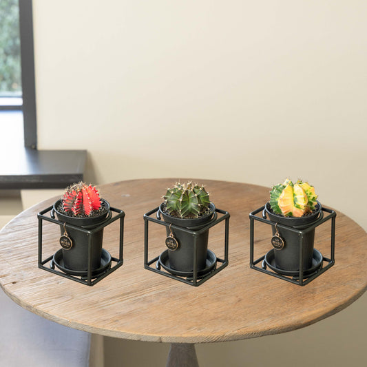 Cactus Single Bundel