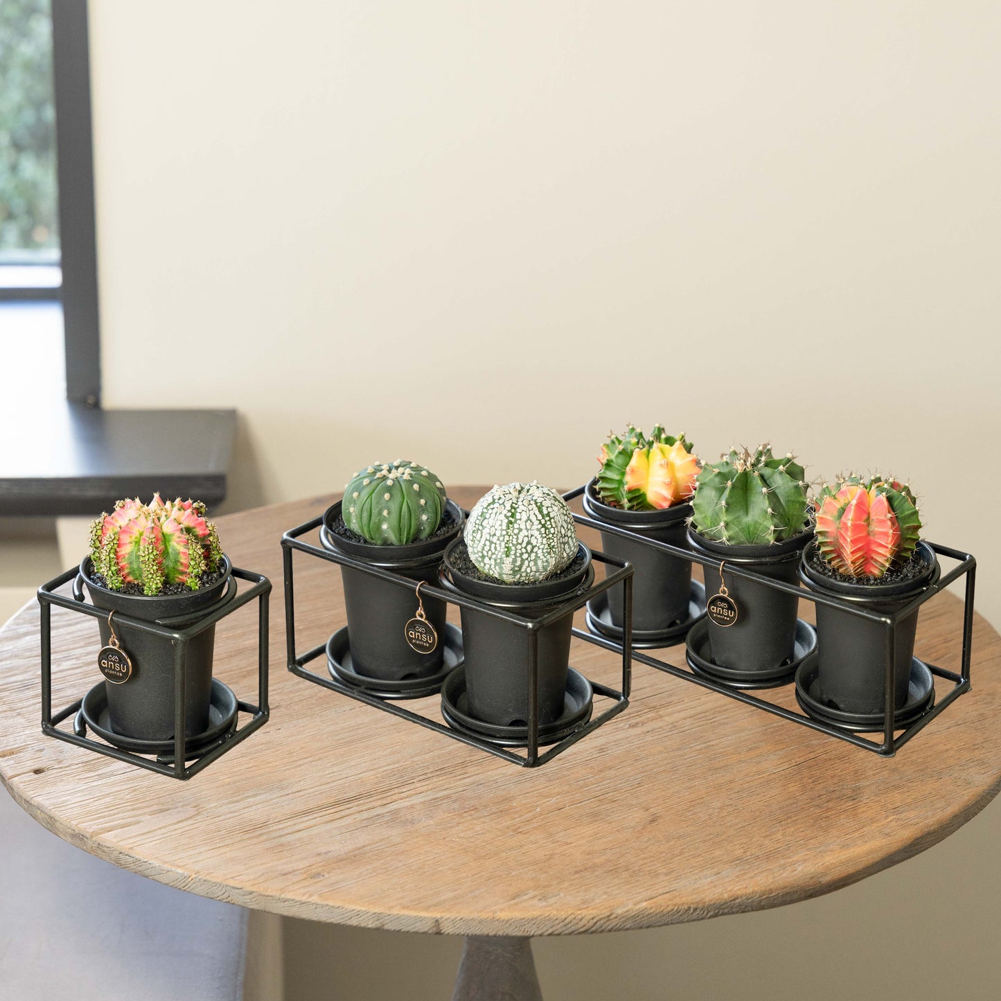 Cactus Étagère Paquet
