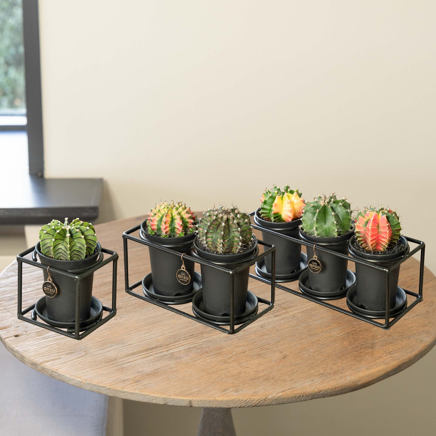 Cactus Étagère Paquet