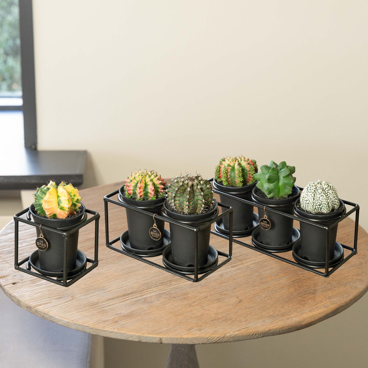 Cactus Étagère Paquet