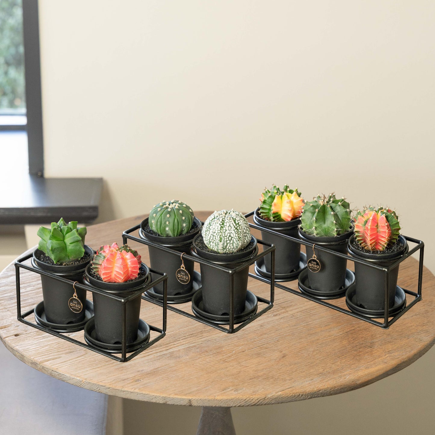 Cactus Étagère Paquet