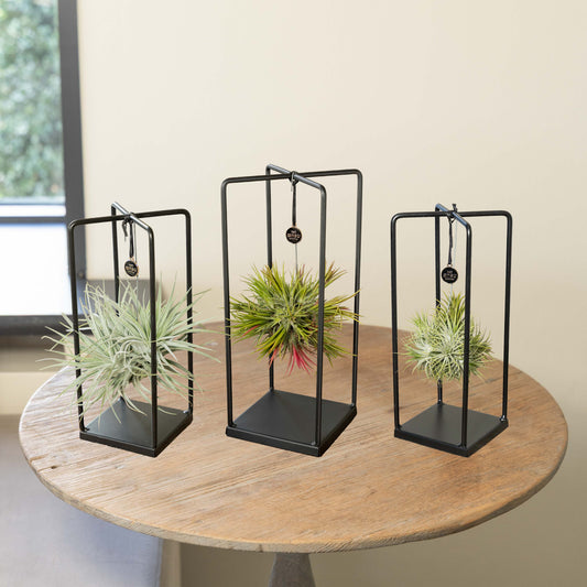 Tillandsia Rek Bundel