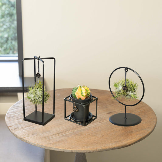 Tillandsia Cactus Bundel