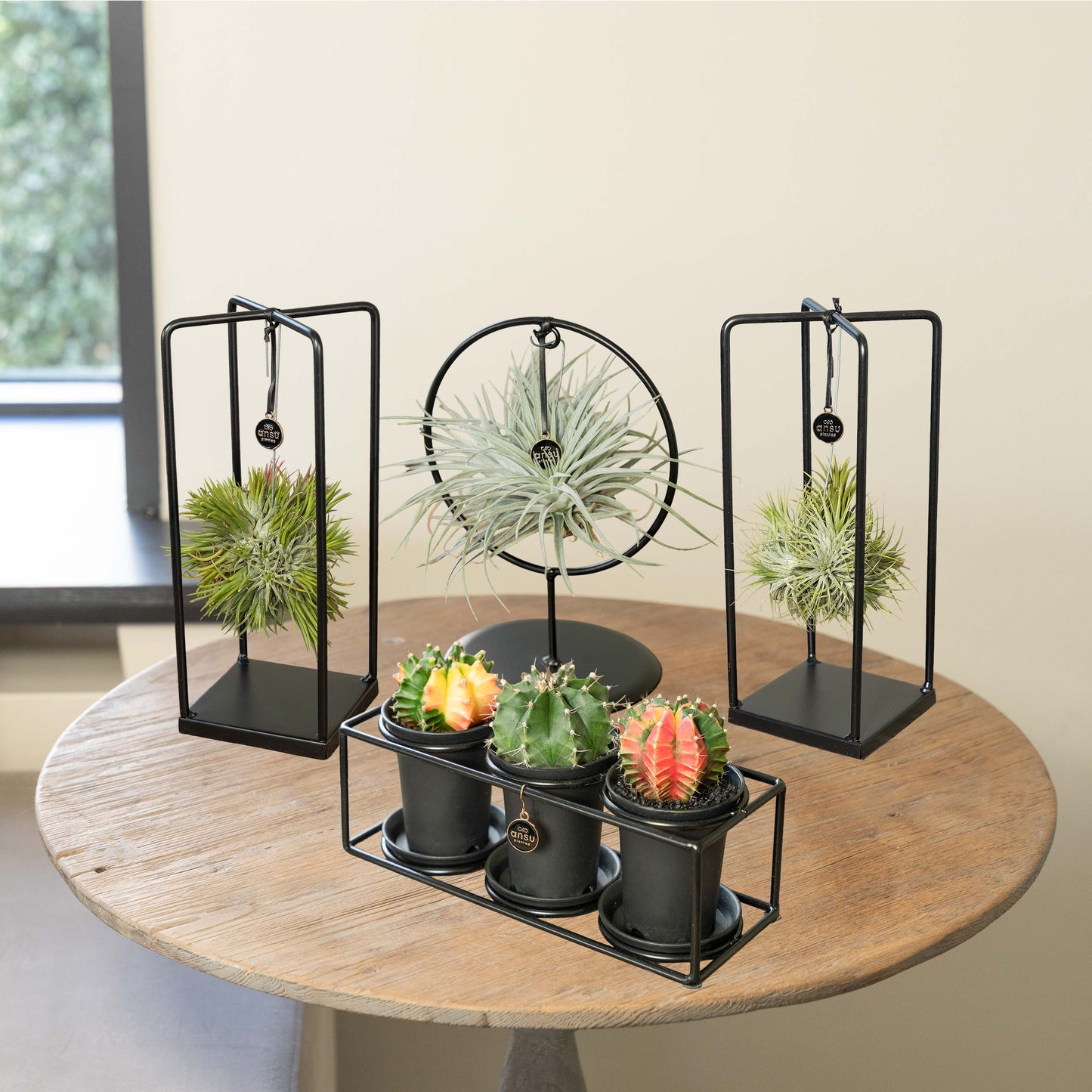 Tillandsia Kaktus Family Bündel - 4 Stück
