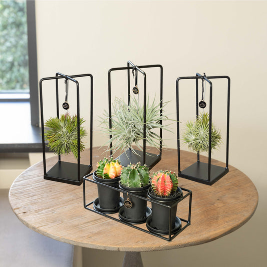 Tillandsia Cactus Family  Bundel - 4 Stuks