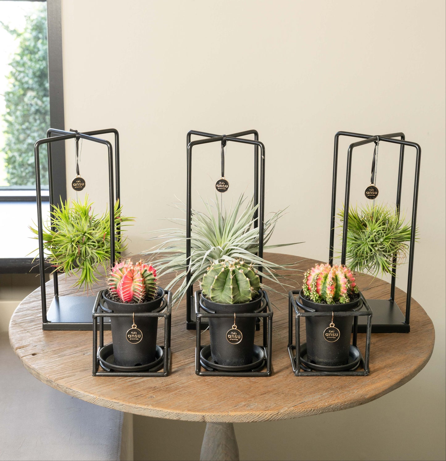 Tillandsia Kaktus Mega Bündel - 6 Stück