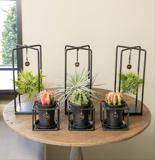 Tillandsia Cactus Mega Bundel - 6 Stuks