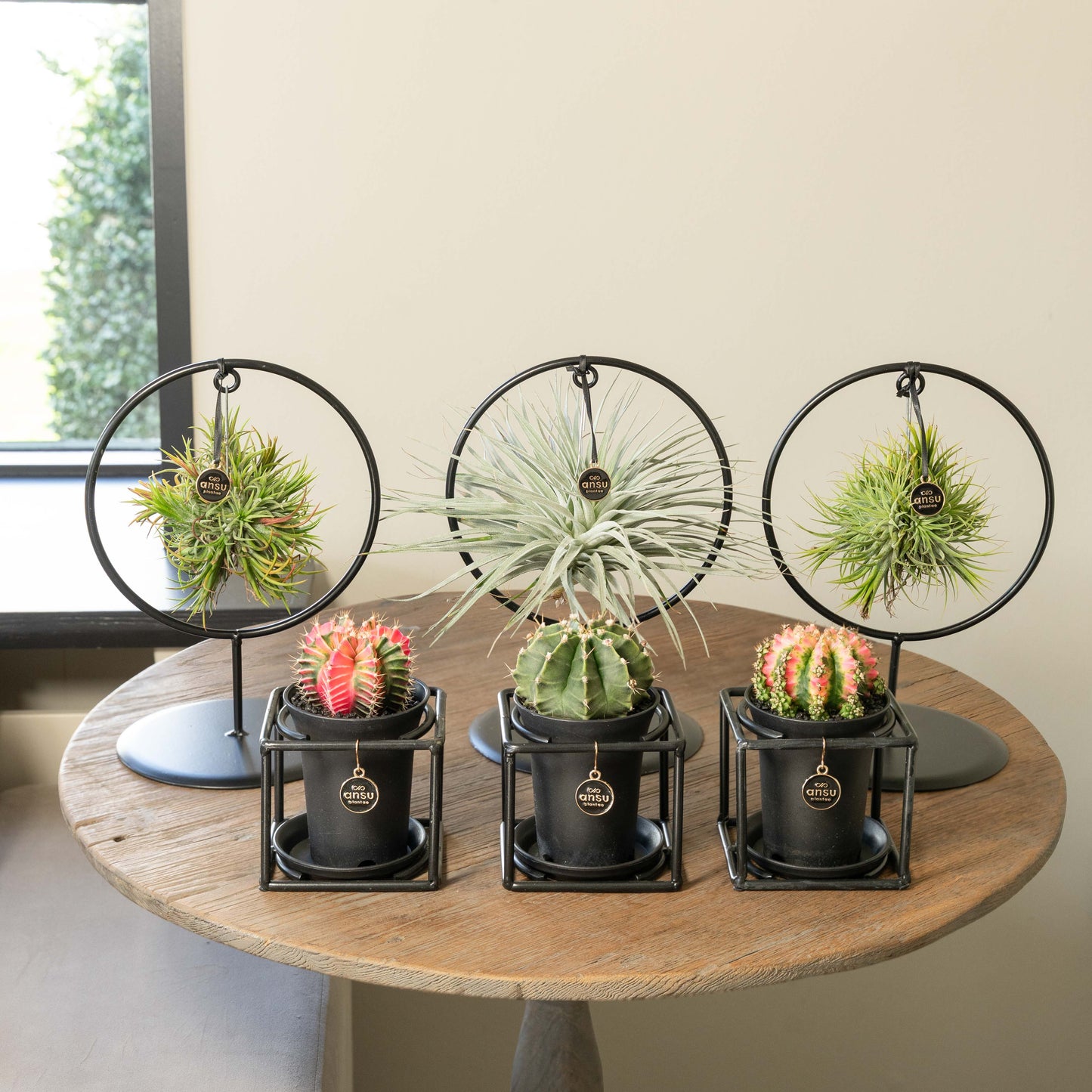 Tillandsia Kaktus Mega Bündel - 6 Stück