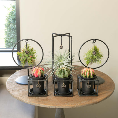 Tillandsia Kaktus Mega Bündel - 6 Stück