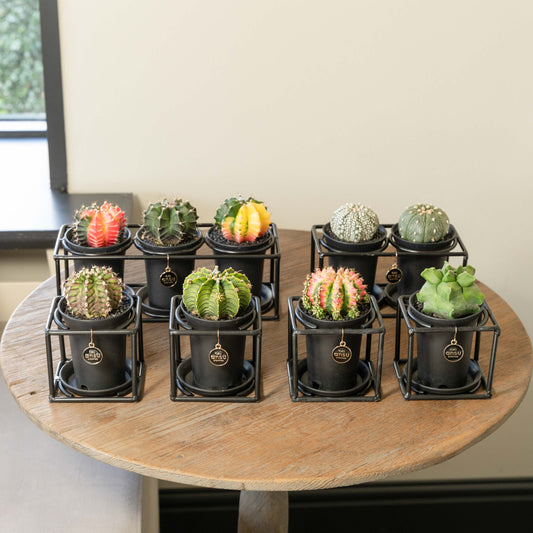 Cactus Mega Bundel - 6 Stuks