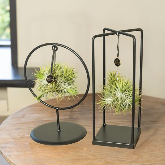 Tillandsia Spikey Silver