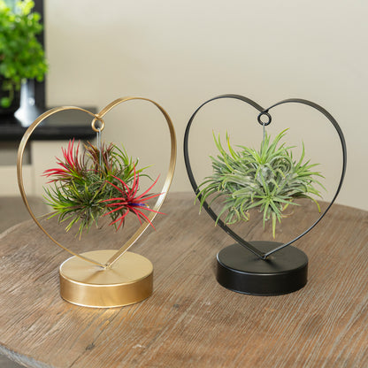 Tillandsia Love editie goud