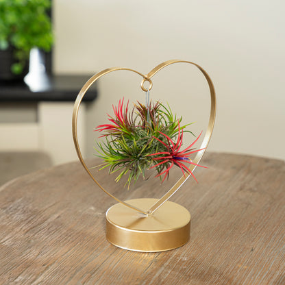 Tillandsia Love editie goud