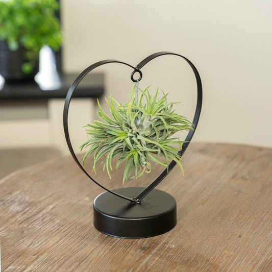Tillandsia Love editie zwart