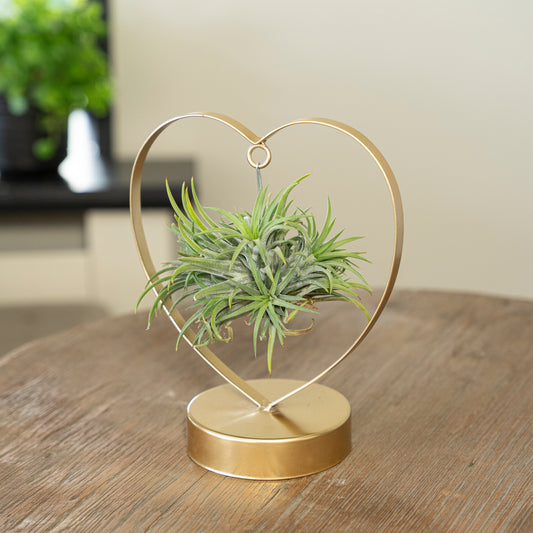 Tillandsia Love editie goud