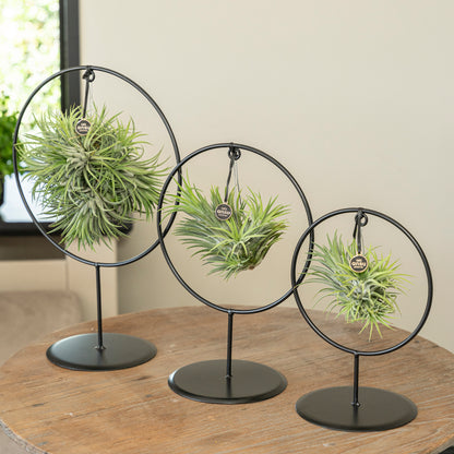 Tillandsia Ionantha cirkel