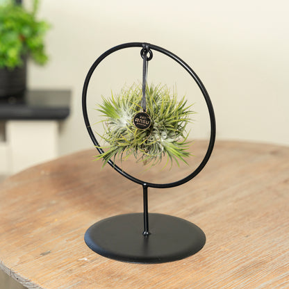 Tillandsia Spikey Silver