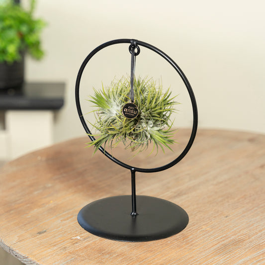 Tillandsia Spikey Silver cercle