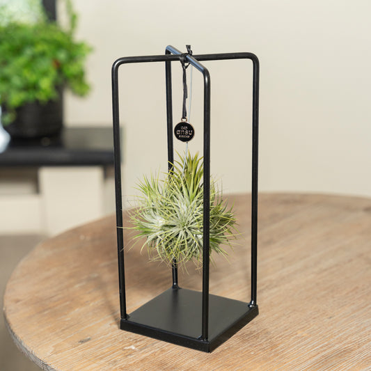 Tillandsia Spikey Silver vierkant
