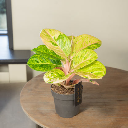 Aglaonema Apple Fantasy