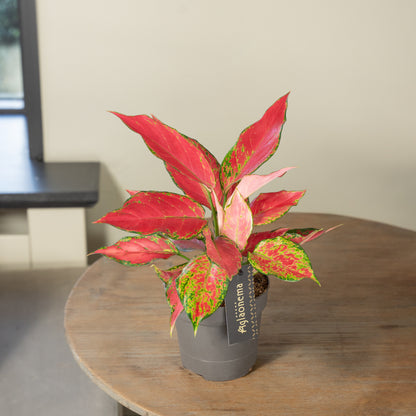 Aglaonema Cherry Baby