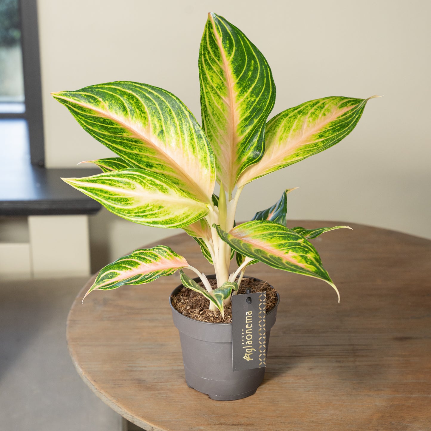 Aglaonema Eyecatcher