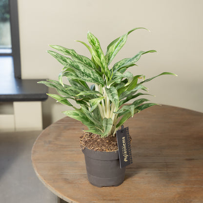 Aglaonema Greyhound