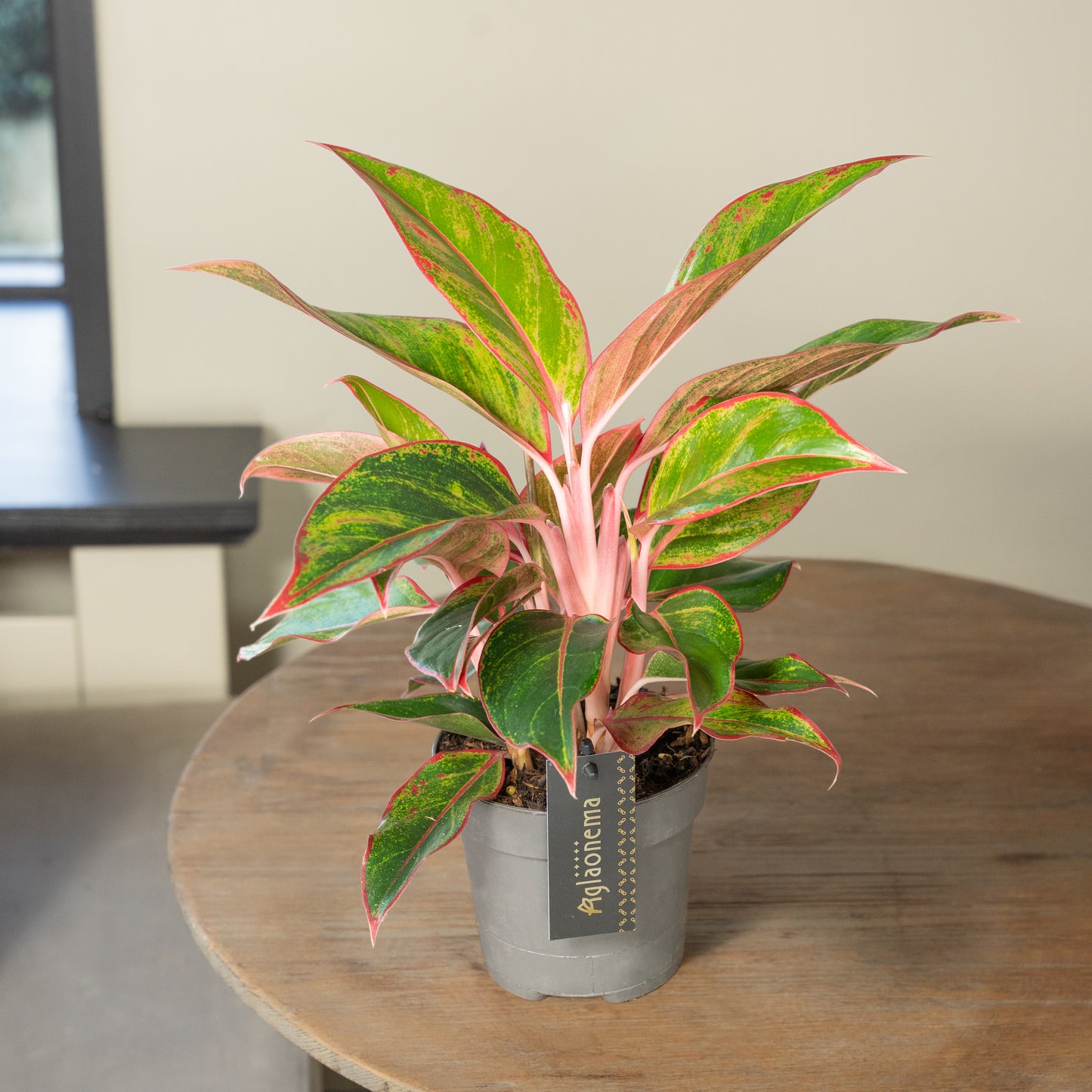 Aglaonema Jungle Red
