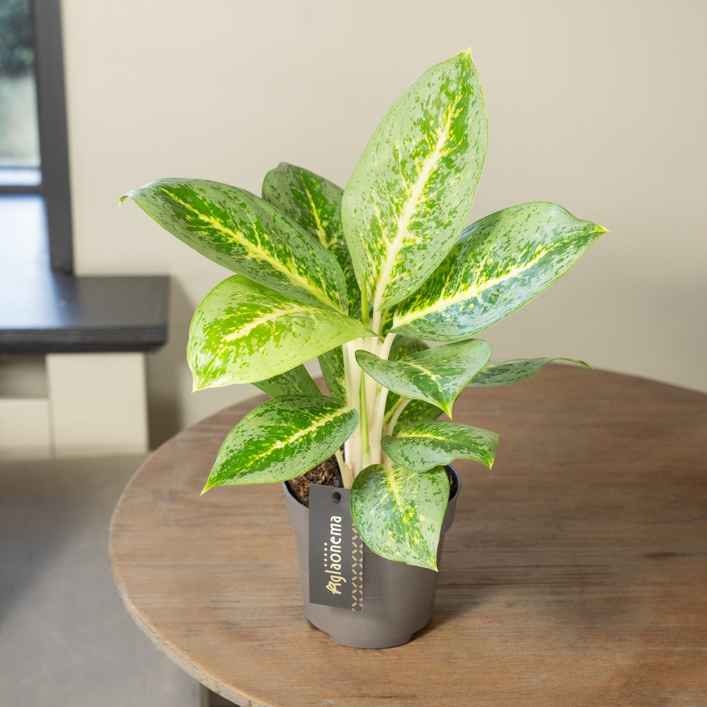 Aglaonema Lemon Mint