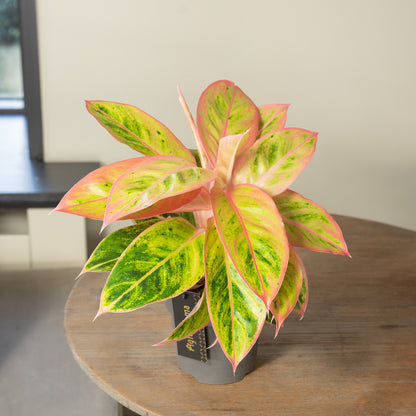 Aglaonema Salmon Fantasy
