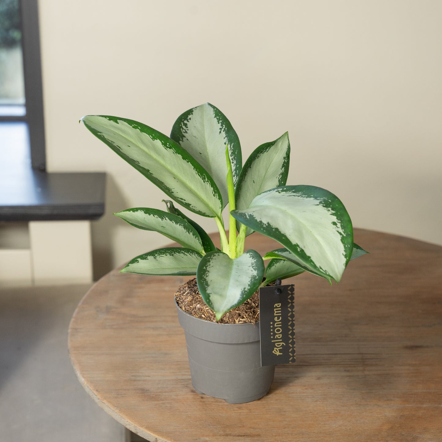 Aglaonema Silver Blue