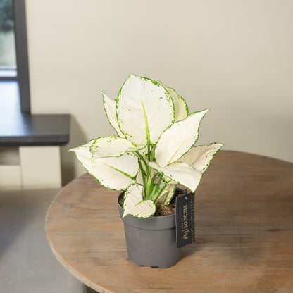 Aglaonema White Joy