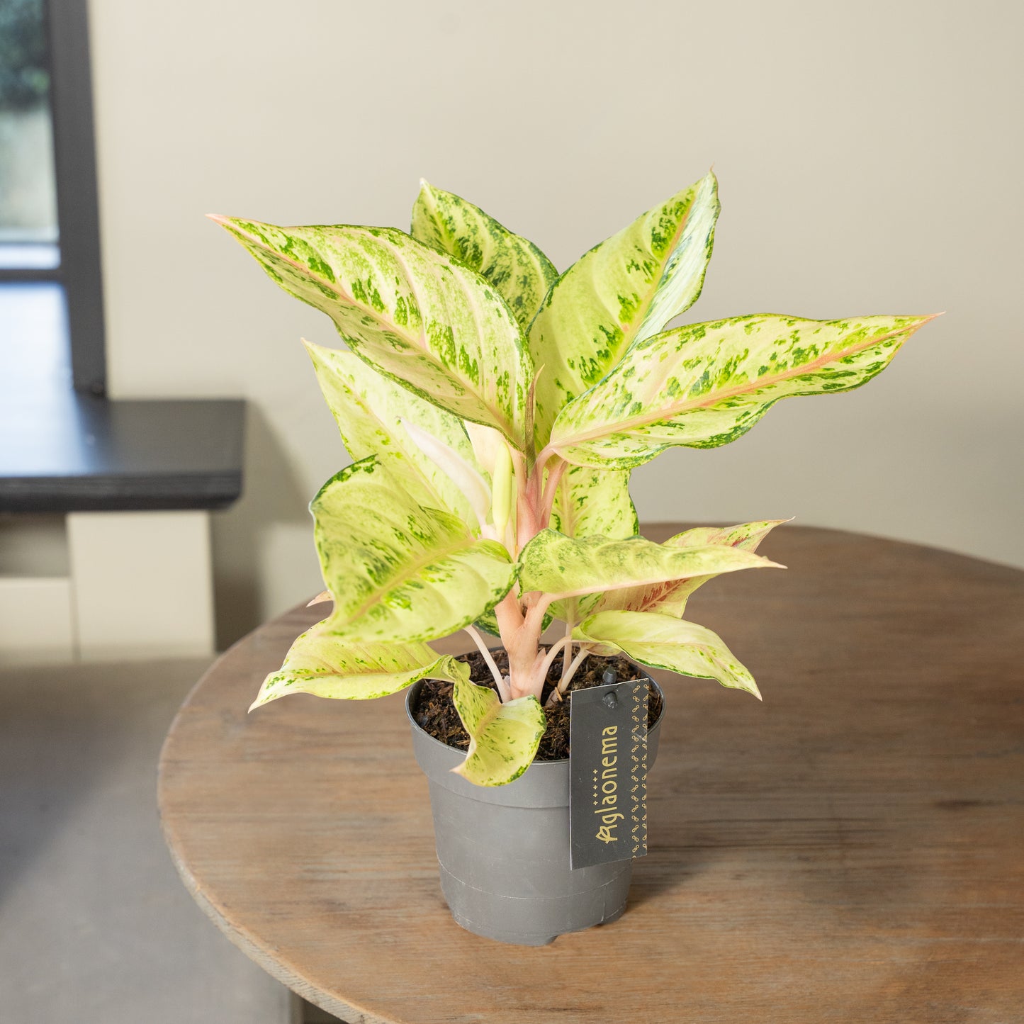 Aglaonema Chartreuse Pretty