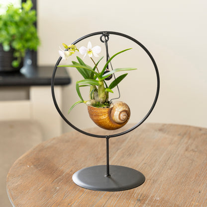 Dendrobium Shelly cirkel op tafel