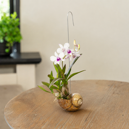 Dendrobium Shelly in een slakkenhuis op tafel