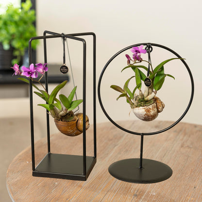Orchidee Dendrobium Shelly paars in rekje op tafel