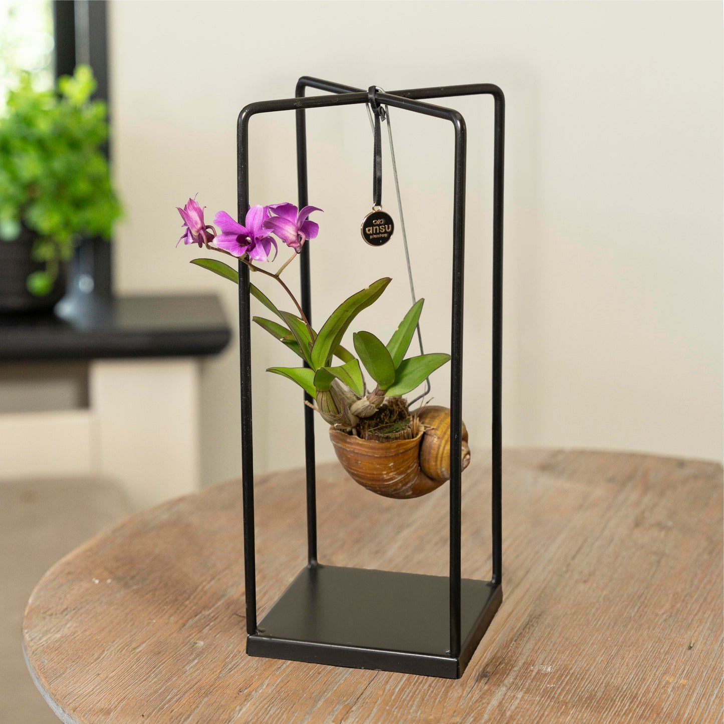 Orchidee Dendrobium Shelly paars in rekje op tafel