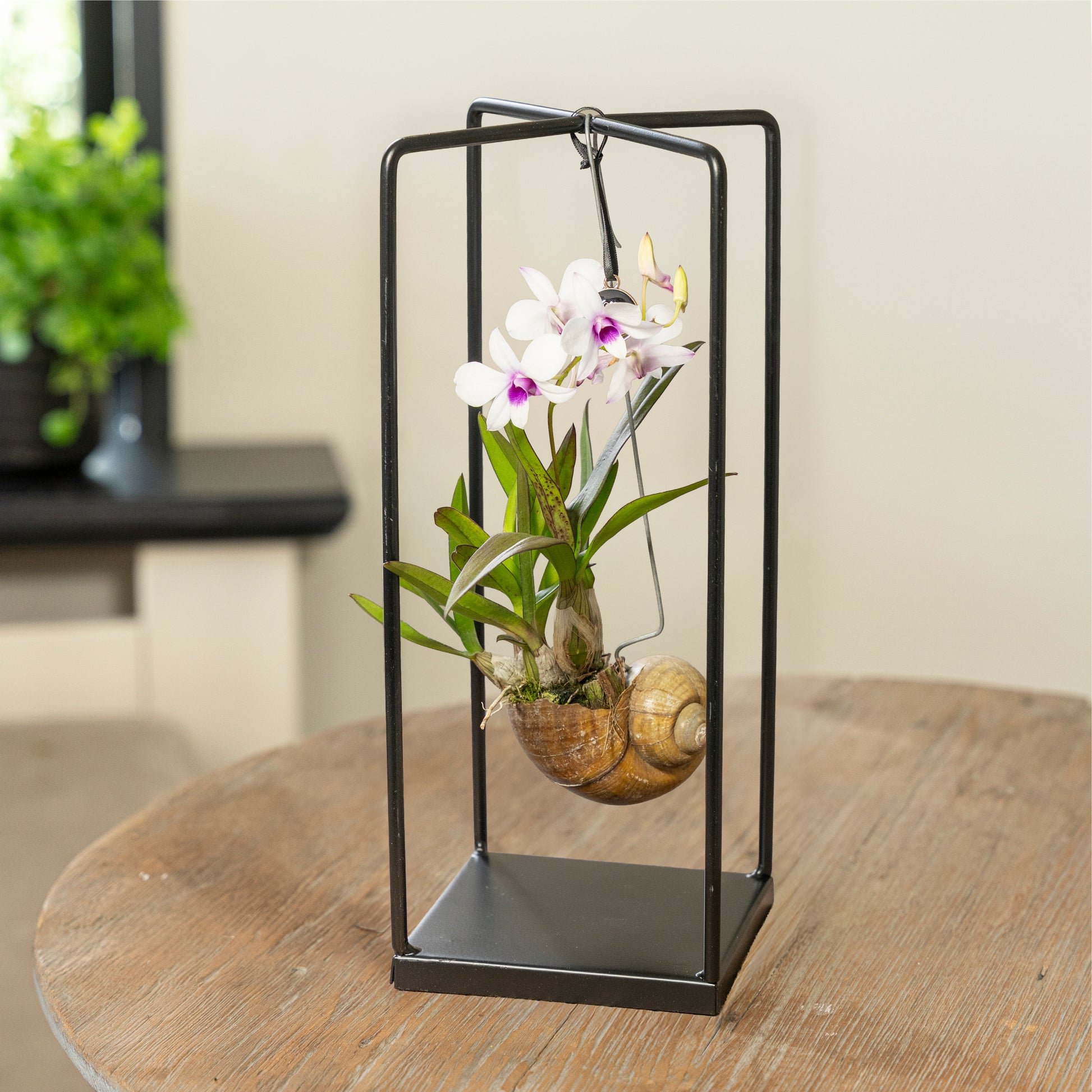 Dendrobium Shelly vierkant op tafel