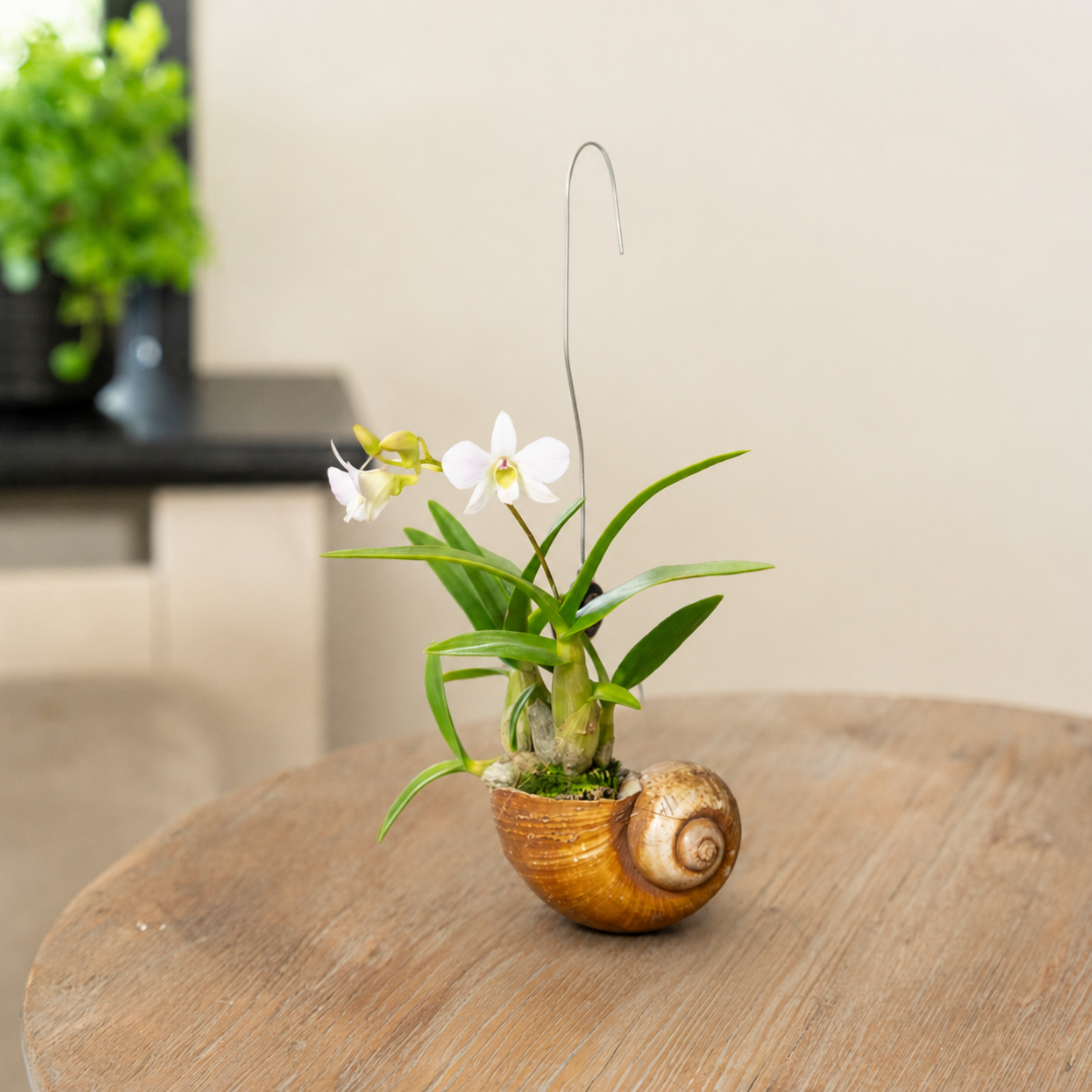 Dendrobium Shelly in een slakkenhuis op tafel
