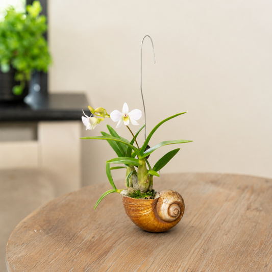 Dendrobium Shelly in een slakkenhuis op tafel