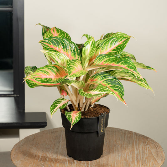 Aglaonema Eyecatcher