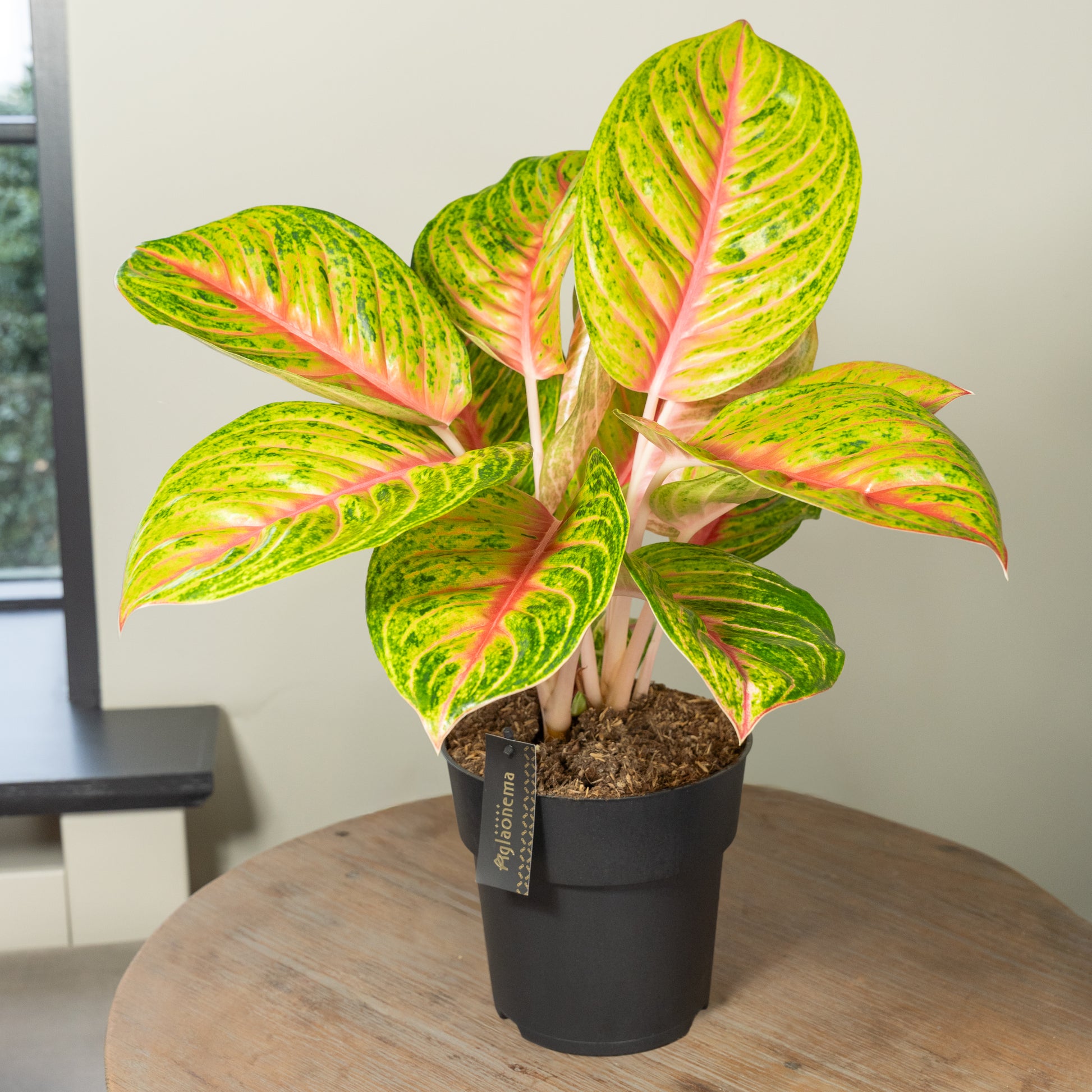 Grand Blossom kamerplant in woonkamer