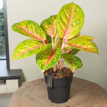 Grand Blossom kamerplant in woonkamer