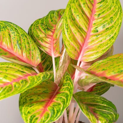 Grand Blossom bovenaanzicht bladeren