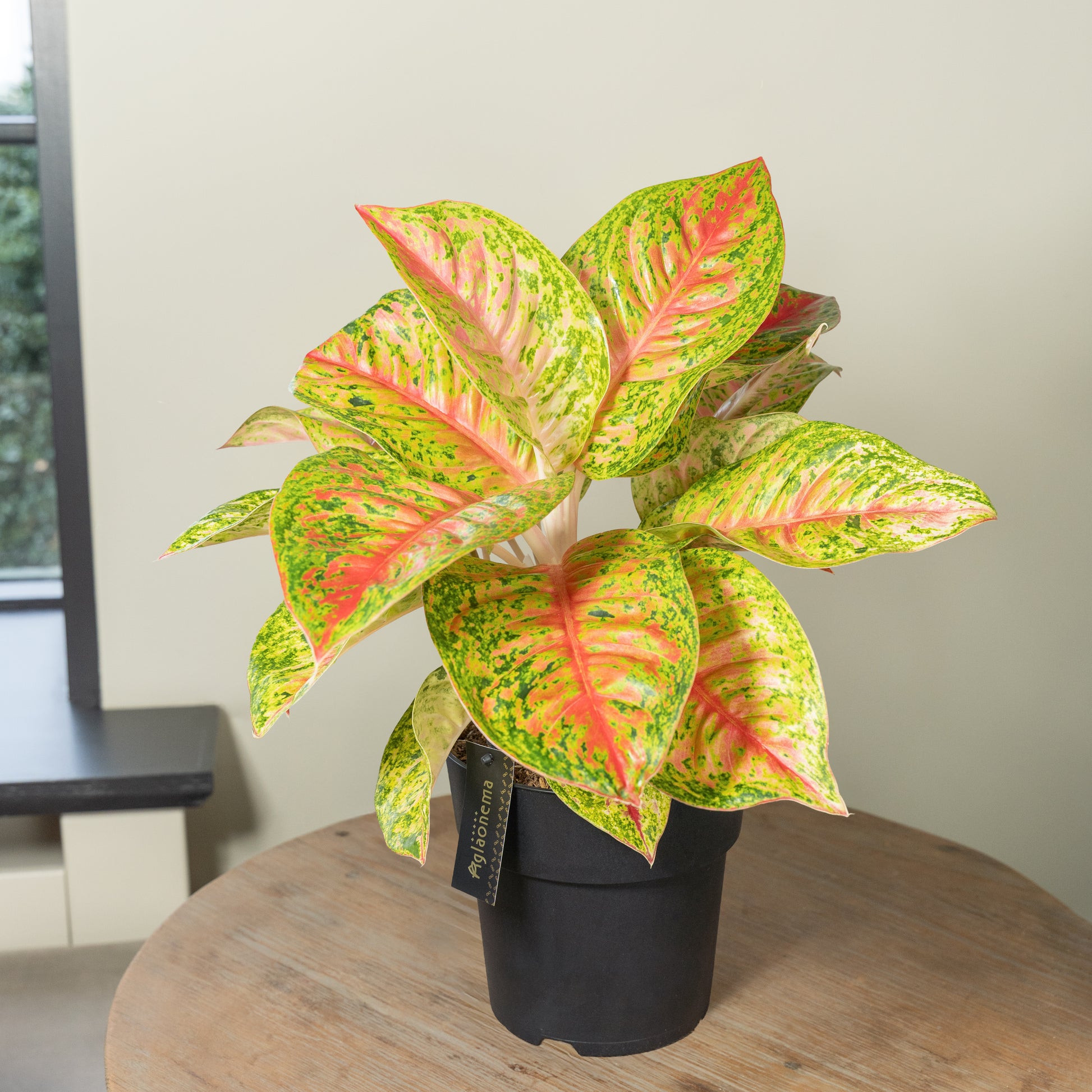 Grand Poppy kamerplant in woonkamer