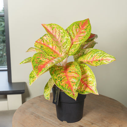 Grand Poppy kamerplant in woonkamer