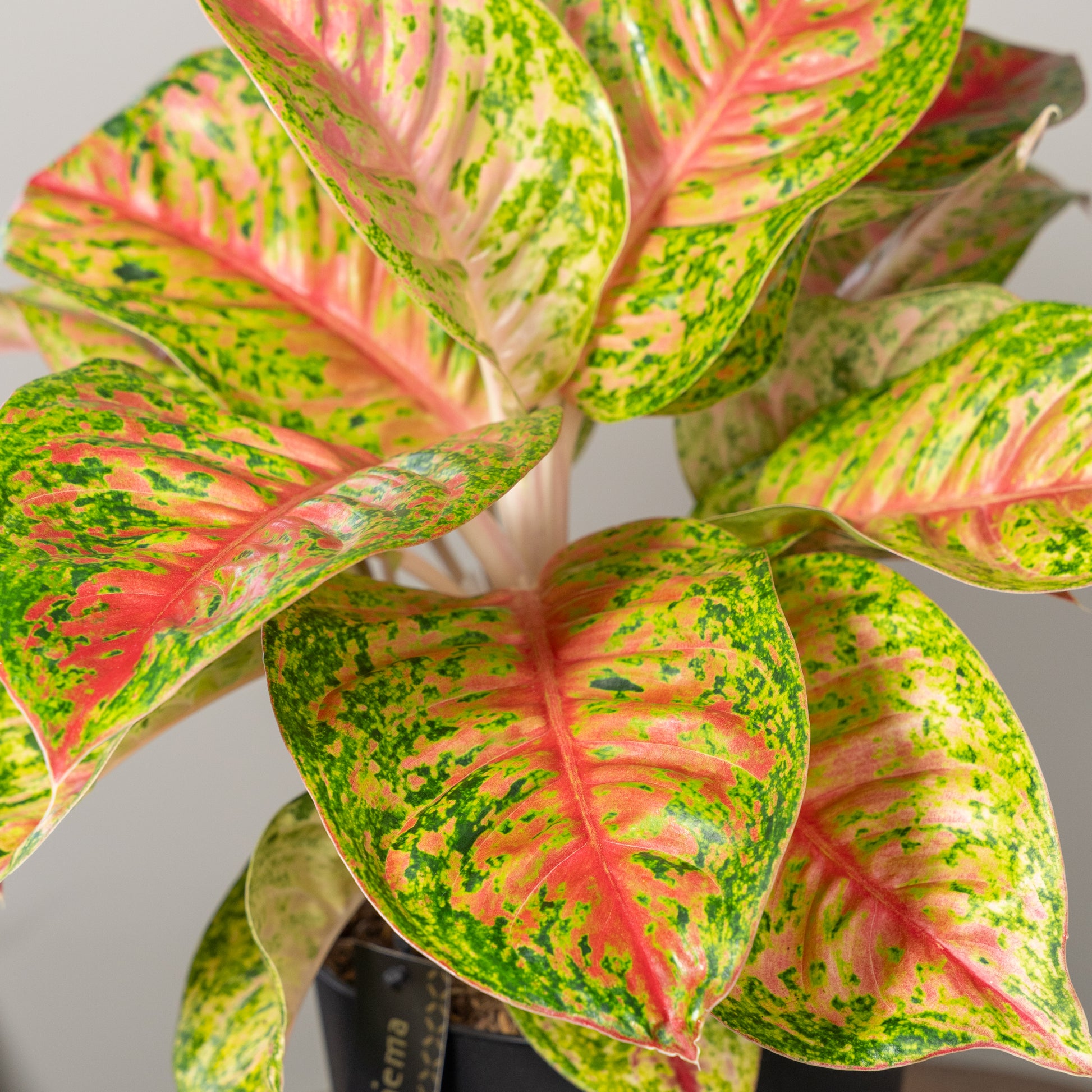 Grand Poppy close up