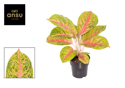 Grand Blossom witte achtergrond