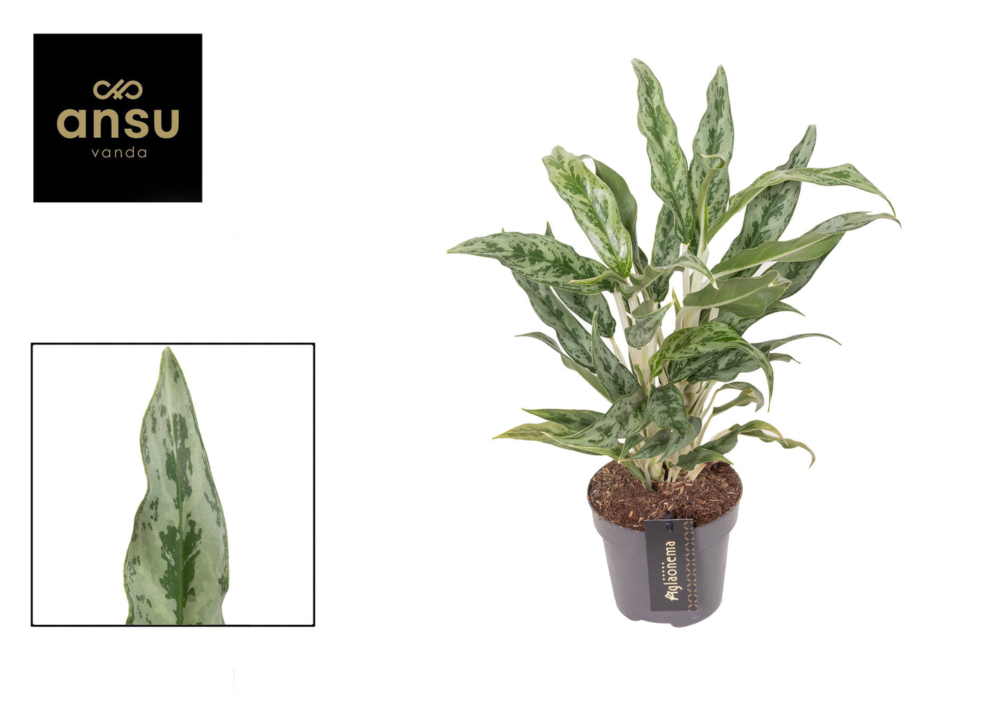 Aglaonema Greyhound