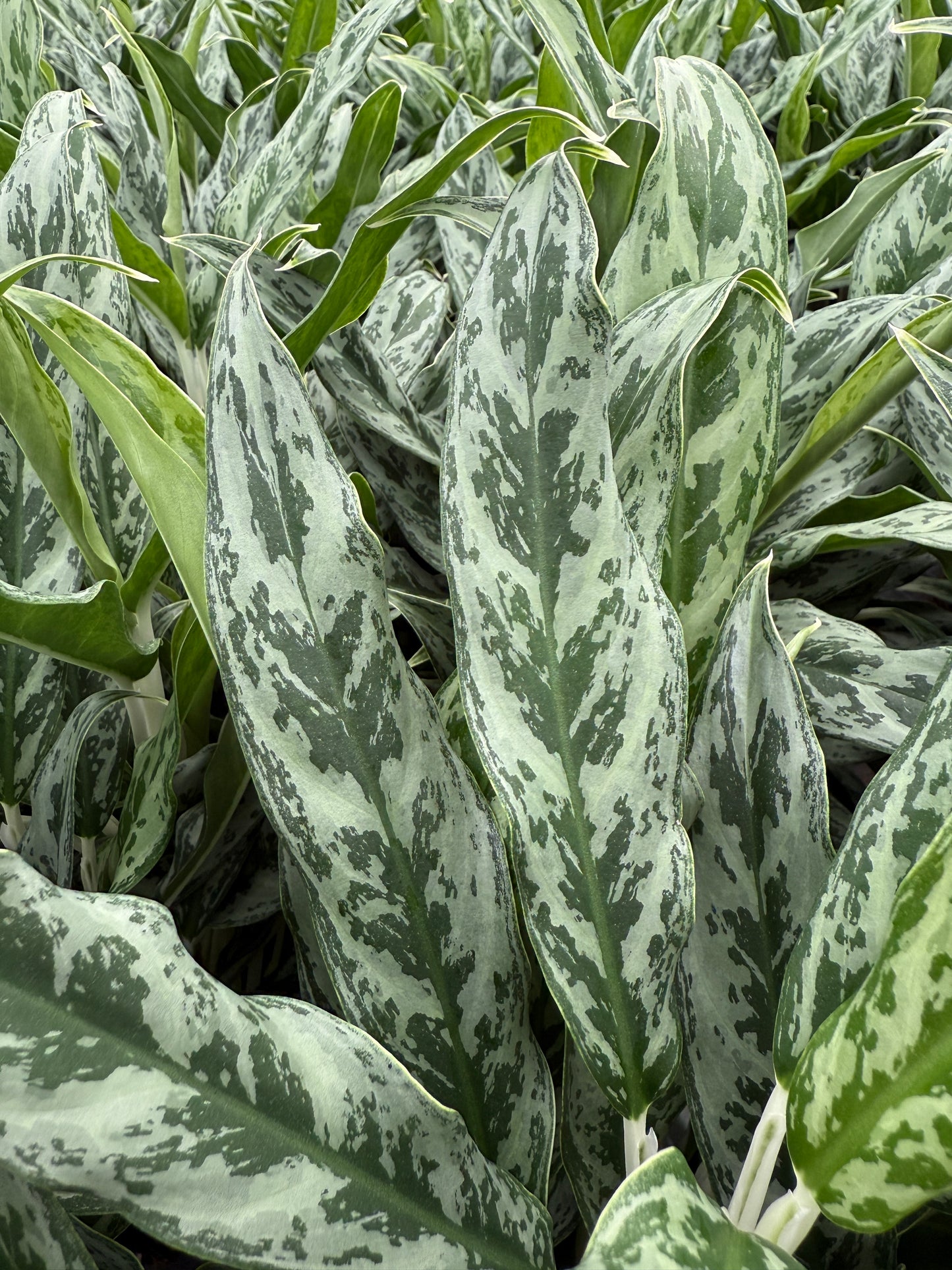 Aglaonema Greyhound